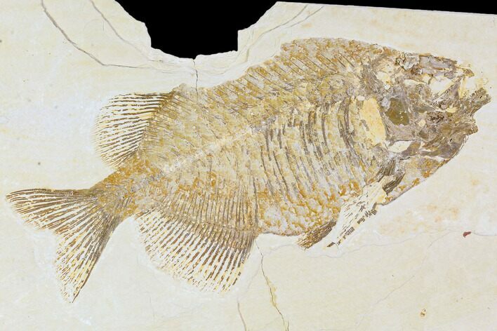 Bargain, Phareodus Fish Fossil - Uncommon Fish #105430